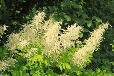Blooming spirea Stock Photos
