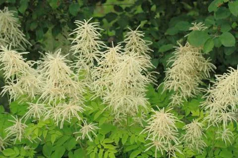 Blooming spirea Stock Photos