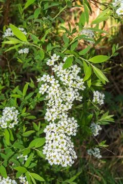 Blooming spirea. Stock Photos