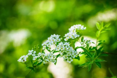 Blooming spirea on a spring Stock Photos