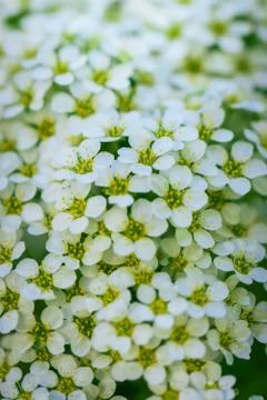 Blooming spirea on a spring Stock Photos