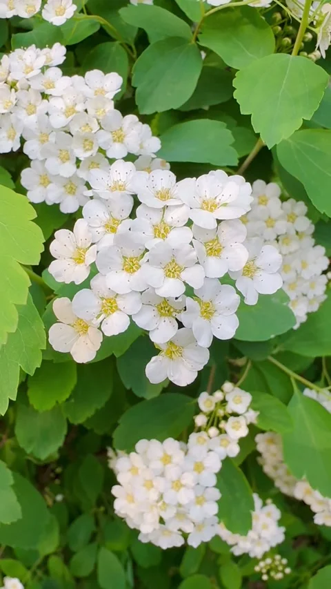 Blooming spirea vanhouttei bush in spring park Stock Footage 339334877