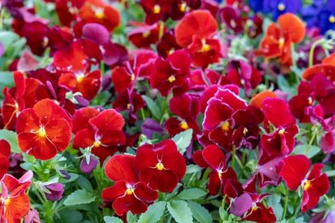 Blooming Splendor Stock Photos