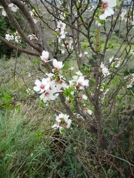 Blooming spring almonds on blurred background of spring park Foto stock