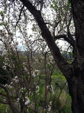 Blooming spring almonds on a blurry background of a mountain valley Stock Photos