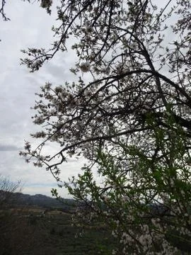 Blooming spring almonds tree on a blurry background of a wide mountain valley Stock Photos