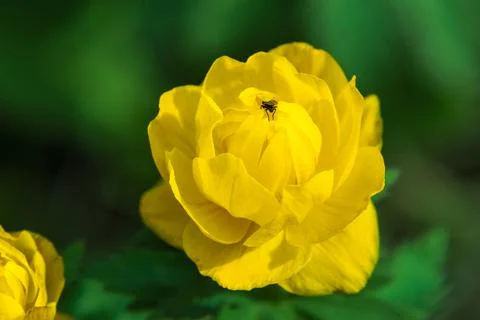 Blooming in spring and decorating forests and meadows Trollius bright yellow  Stock Photos