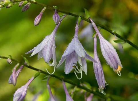 Blooming Spring and Summer Hosta After Rain Stock Photos