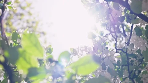 Blooming spring apple tree branches on sunny day against blue sky. Vidéo 186748996