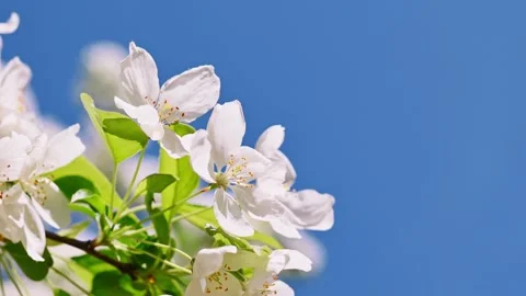 Blooming spring apple tree branches on sunny day against blue sky. Stock Footage 186749336