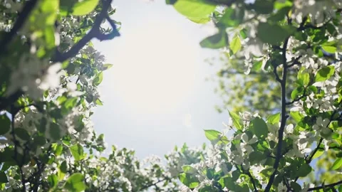 Blooming spring apple tree branches on sunny day against blue sky. Vidéo 186749367