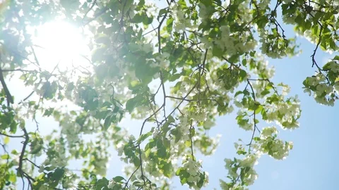 Blooming Spring Apple Tree in a Park Vídeos de archivo 111236972