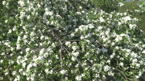 Blooming spring Apple tree with white flowers Stock Footage 169305490