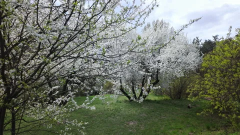 Blooming Spring Apricot Tree In Green Meadow Under Overcast Sky Video stock 346146350