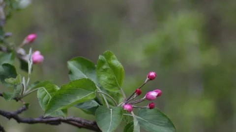 Blooming spring branch of apple tree close-up swayed by the wind Vídeos de archivo 149757894