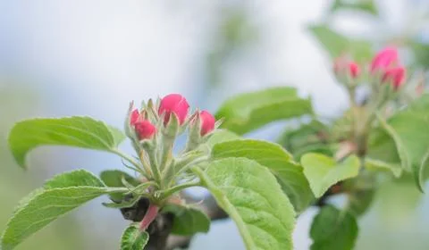 Blooming spring branch of apple tree with buds and young green leaves Stock Photos