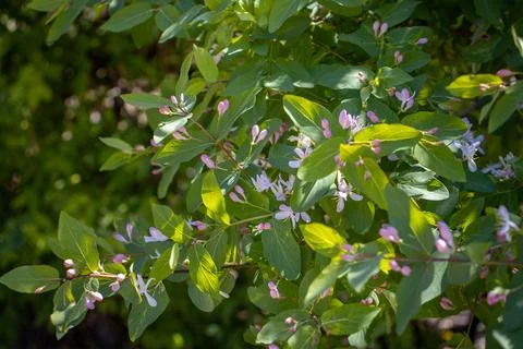 Blooming spring bush under sunlight concept photo. Stock Photos