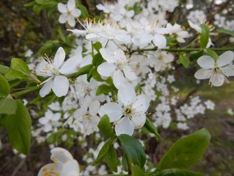 Blooming spring cherry on blurry background of spring park Stock Photos