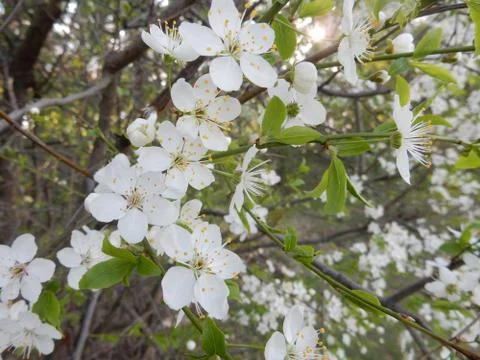 Blooming spring cherry on blurry background of spring garden Stock Photos