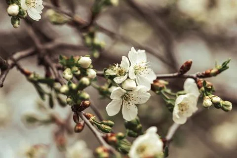 Blooming spring cherry in the garden in spring Stock Photos