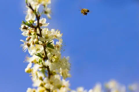 Blooming spring cherry Stock Photos