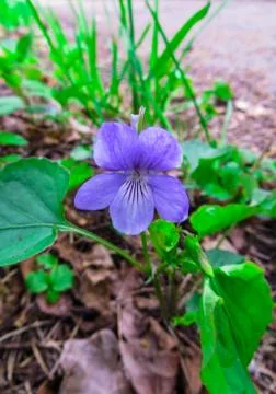Blooming in spring close-up. Nature background. Sweet Violet, English Violet, Stock Photos