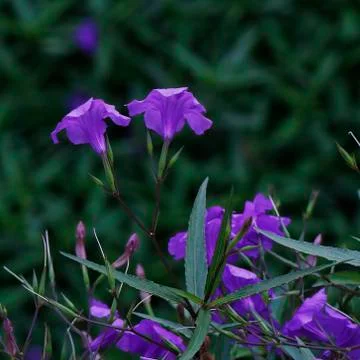 Blooming in spring close-up. Nature background. Sweet Violet, English Violet, Stock Photos