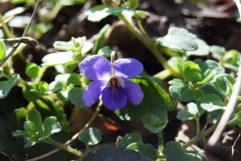 Blooming in spring close-up. Nature background. Sweet Violet Stock Photos