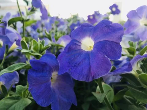 Blooming in spring close-up. Nature background. Sweet Violet, English Violet, Stock Photos