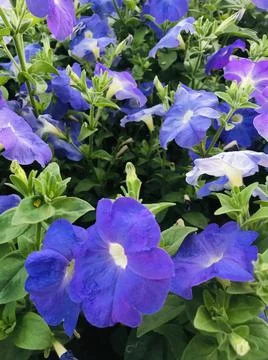Blooming in spring close-up. Nature background. Sweet Violet, English Violet 스톡 사진
