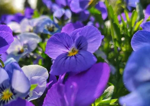 Blooming in spring close-up. Nature background. Sweet Violet, English Violet Stock Photos