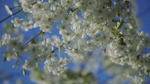 Blooming spring. Close-up. White flowers of the cherry fruit tree, Prunus Stock Footage 263097432