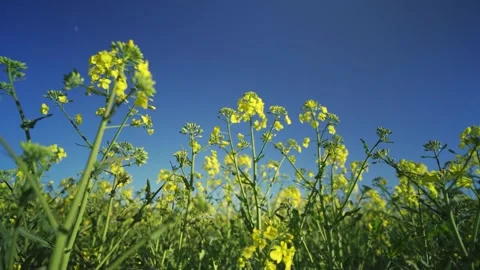 Blooming spring. Close-up of yellow rapeseed flowers swaying in the wind against Stock Footage 263097414
