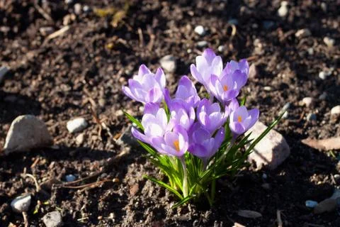 Blooming Spring crocus (Crocus vernus) on the ground. Stock Photos
