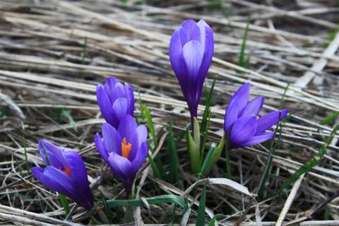 Blooming spring crocus Stock Photos