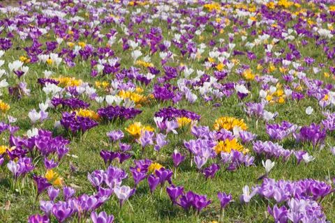 Blooming Spring Crocuses in a meadow Crocus vernus hybrids Baden Wuerttemberg Stock Photos