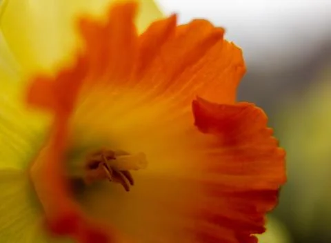 Blooming Spring Daffodil Stock Photos