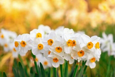 Blooming spring daffodils flower like background in the garden, floral backgr Stock Photos