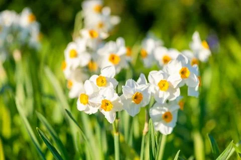 Blooming spring daffodils flower like background in the garden, floral back.. Foto stock
