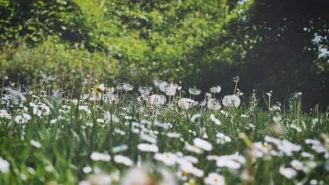 Blooming spring field. Green grass and flower. Spring season, outdoor lifestyle Stock Footage 130645656