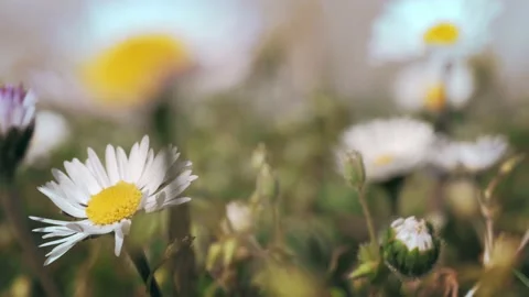 Blooming a spring field. in the meadow on sunlight are bloomed daisy flowers. Stock Footage 152301912
