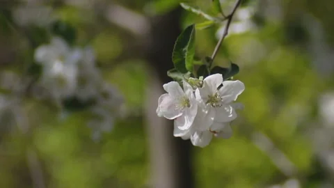 Blooming spring flower on apple tree branches swayed by the wind 스톡 동영상 149757922