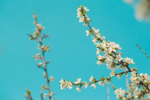Blooming spring flower on the branches of the apricot. Flowering in the garde Stock Photos