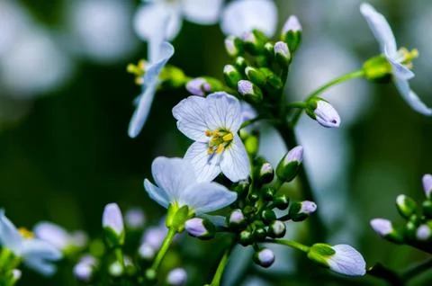Blooming spring flower 库存照片