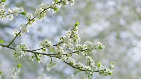 Blooming Spring Flowers on Branches Captured in a Beautiful Soft Focus Style Pho 스톡 사진