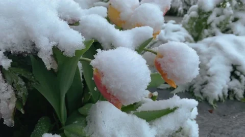Blooming spring flowers covered with unexpected snow. Tilt, close up shot. Vídeos de archivo 174792233