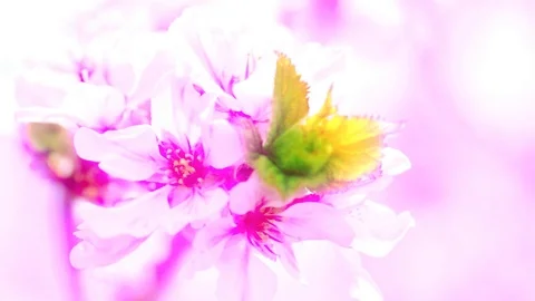 Blooming spring flowers of fruit trees Stock Footage 120279583