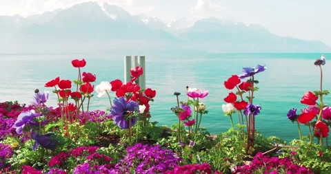 Blooming Spring Flowers Overlooking Lake Geneva in Montreux Switzerland Stock Footage 337435070