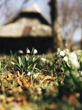 Blooming the spring flowers Stock Photos