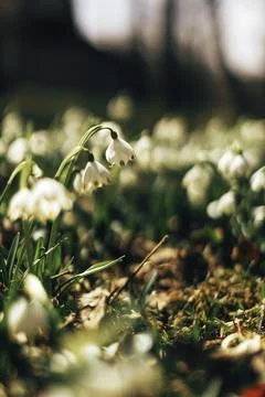 Blooming the spring flowers Stock Photos